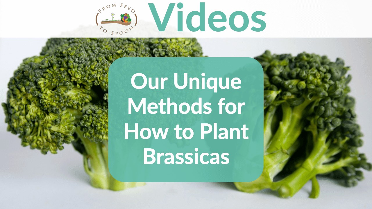 Brassica video