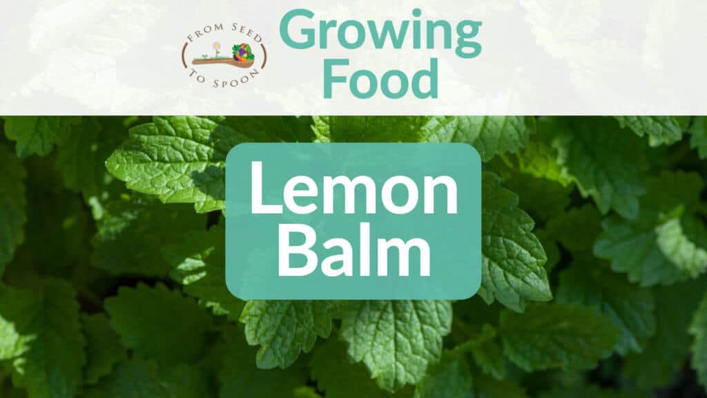 Lemon balm blog post