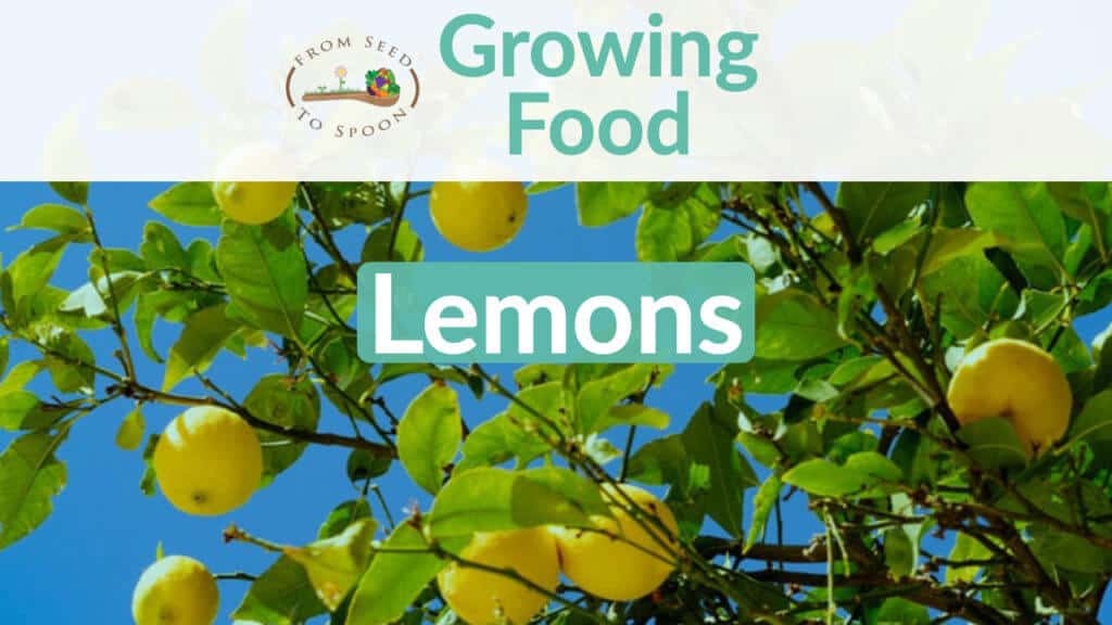 Lemons blog post