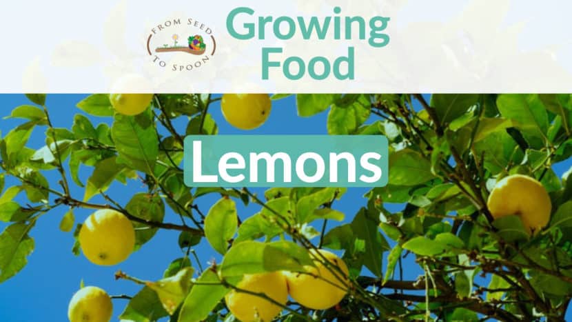 Lemons blog post
