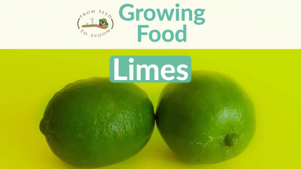 Limes blog post