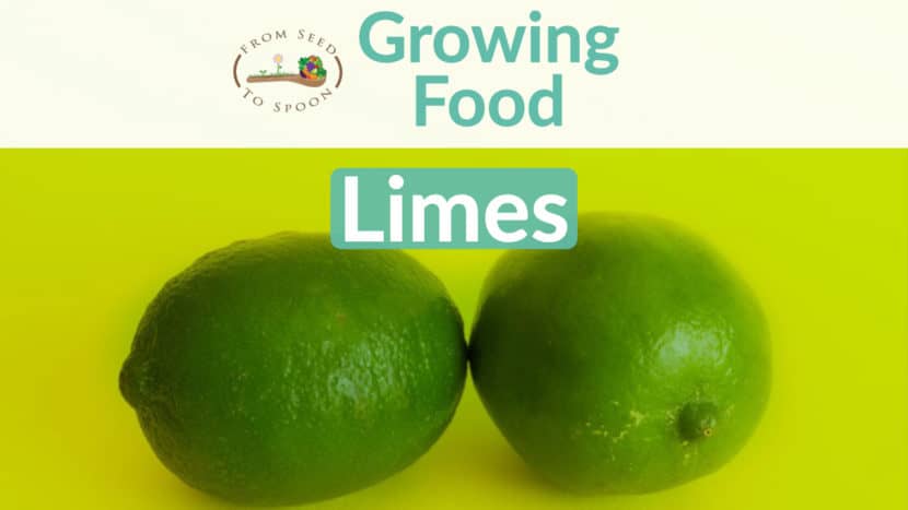 Limes blog post