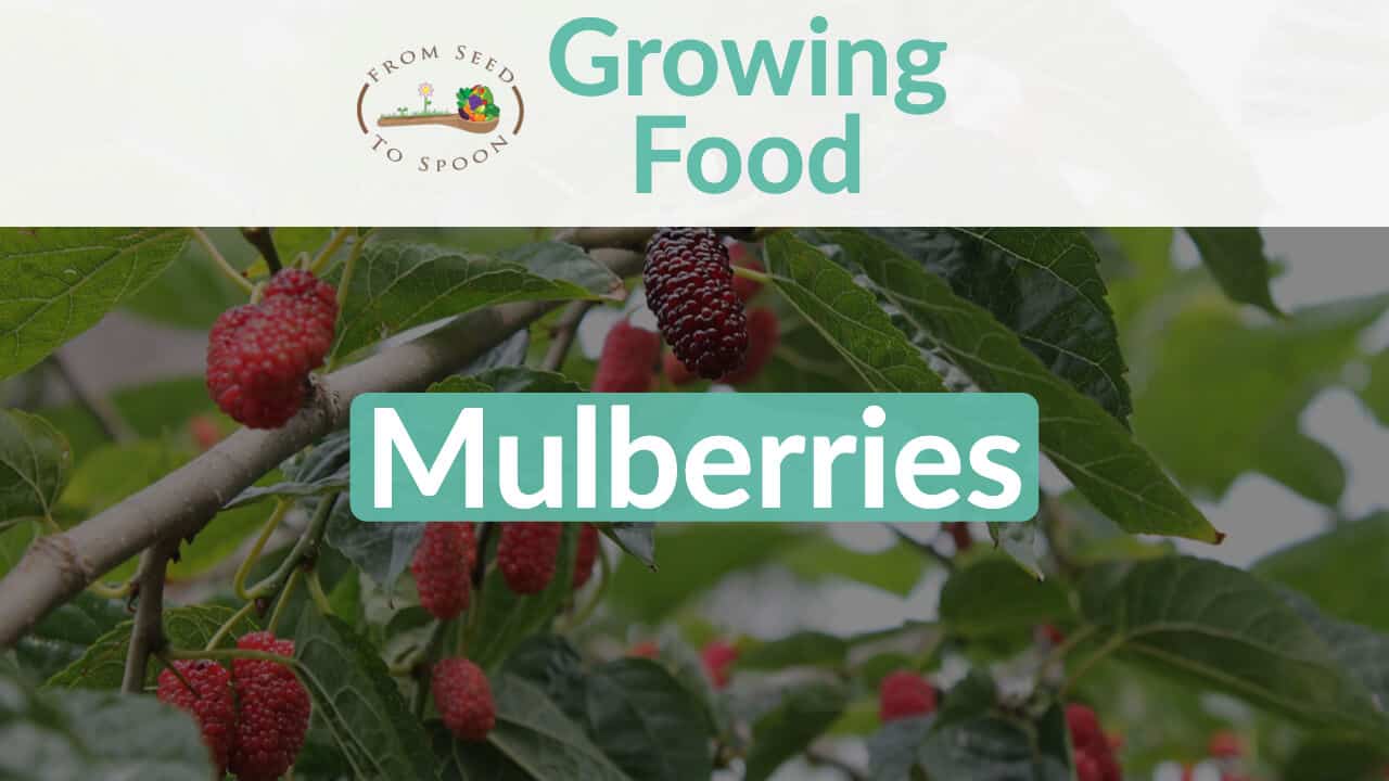 Mulberries blog post