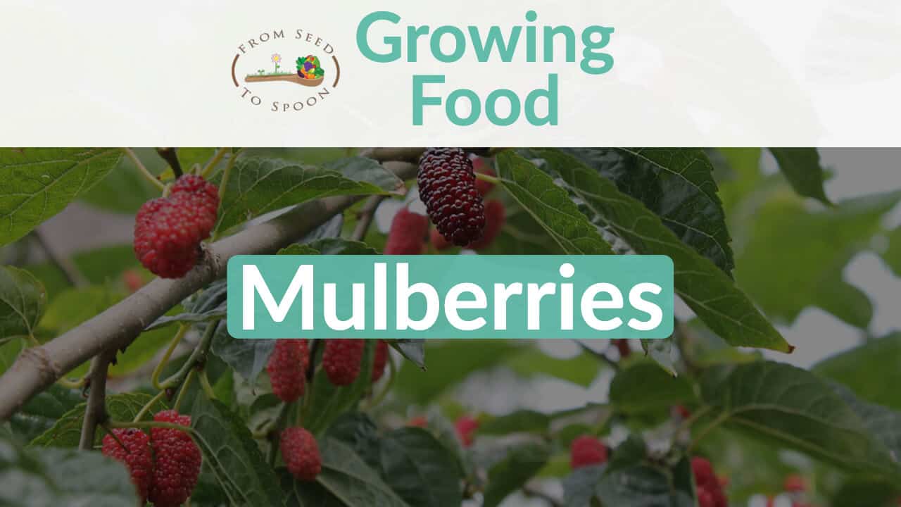 Growing Mulberries in Your Backyard