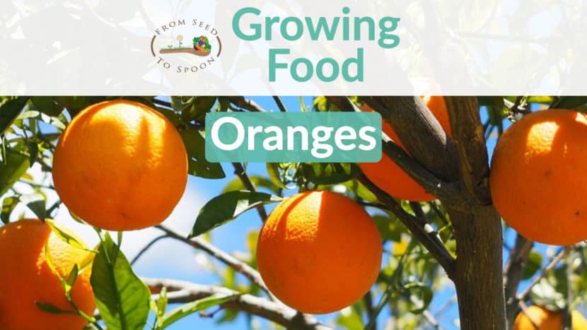 Oranges blog post