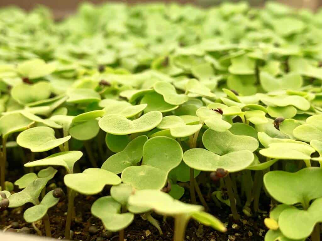 Microgreens