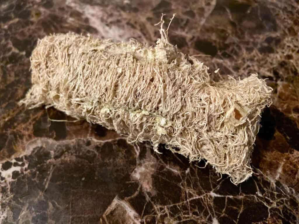 Luffa