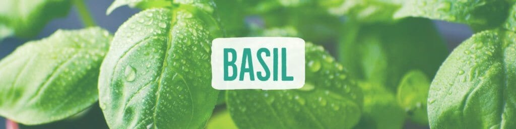 basil-header