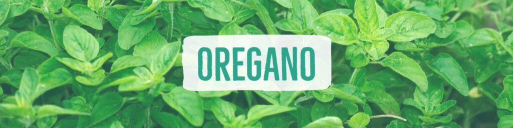 oregano-header