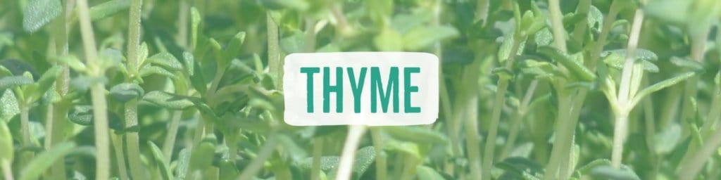 thyme-header