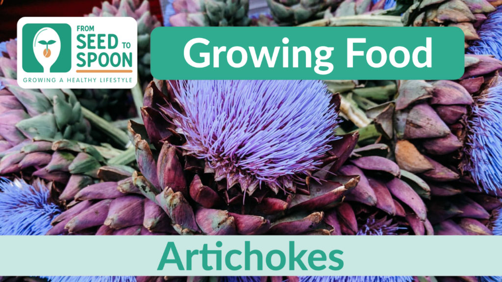 artichokes