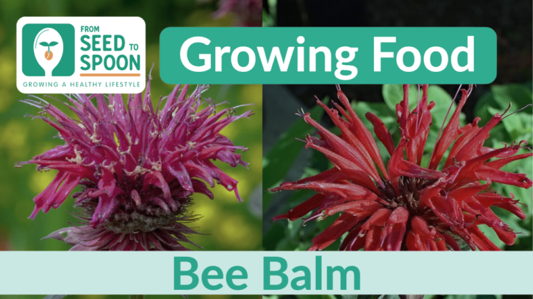 bee balm