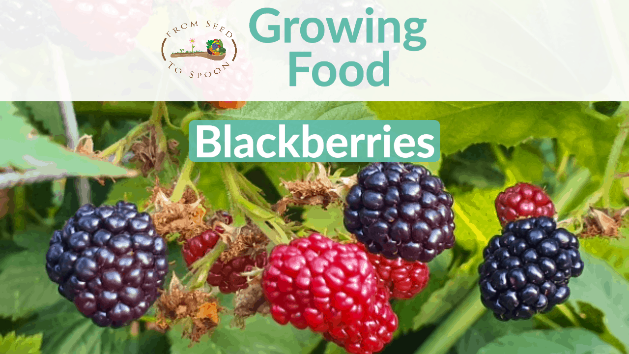 Blackberries: How to Grow and When to Plant in Your Backyard or