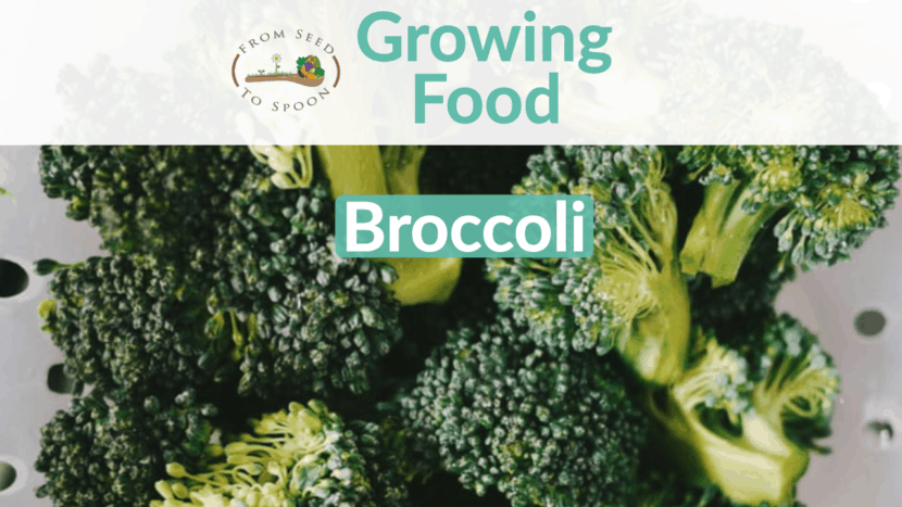 Broccoli blog post
