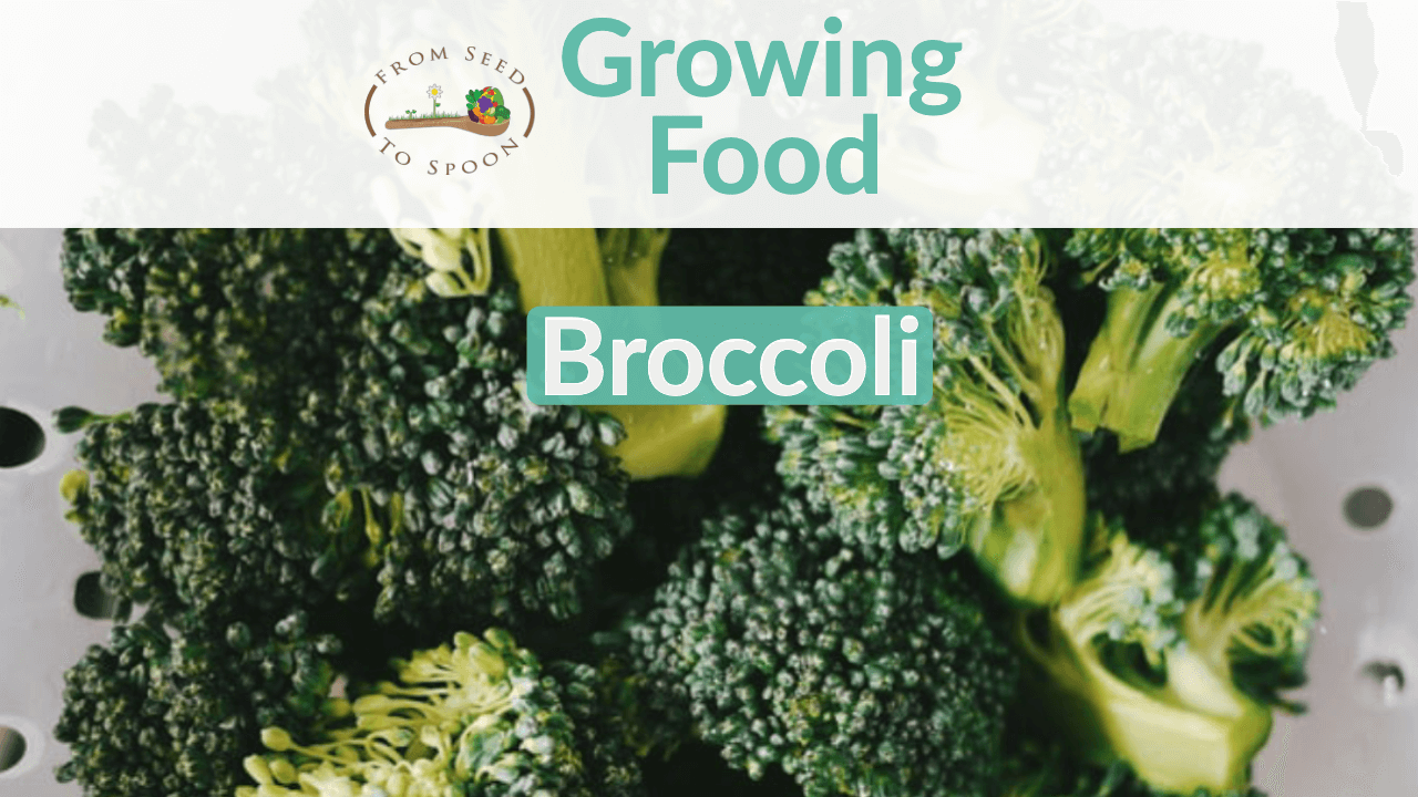 Broccoli blog post