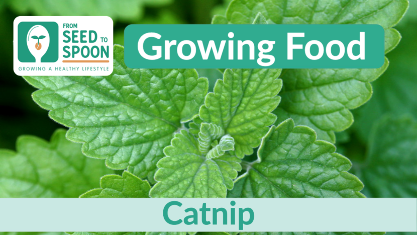 catnip