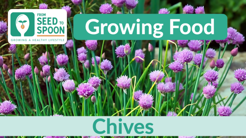 chives