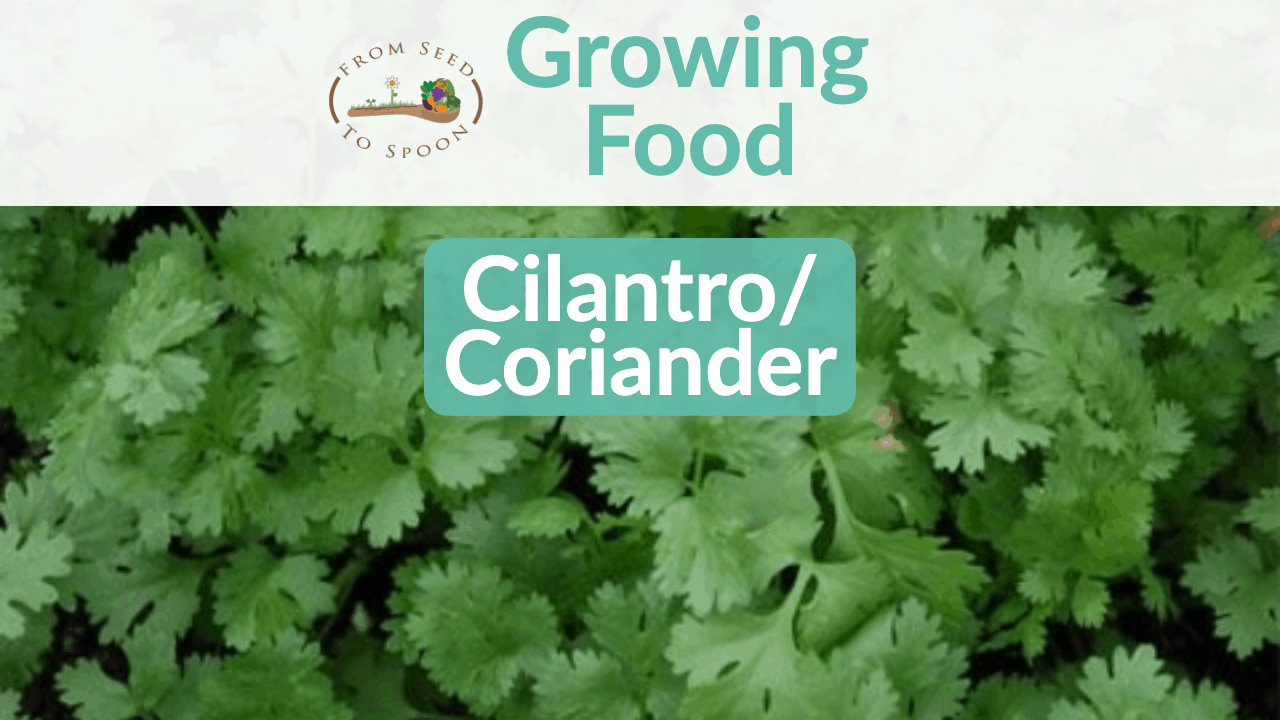 cilantro/coriander
