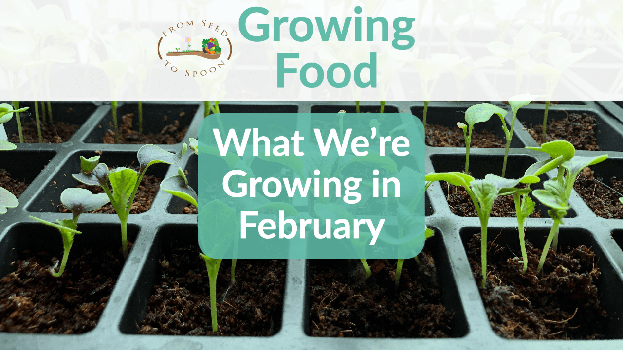 February What We Re Planting Growing In Our Urban Oklahoma Backyard Vegetable Garden From Seed To Spoon Vegetable Garden Planner Mobile App