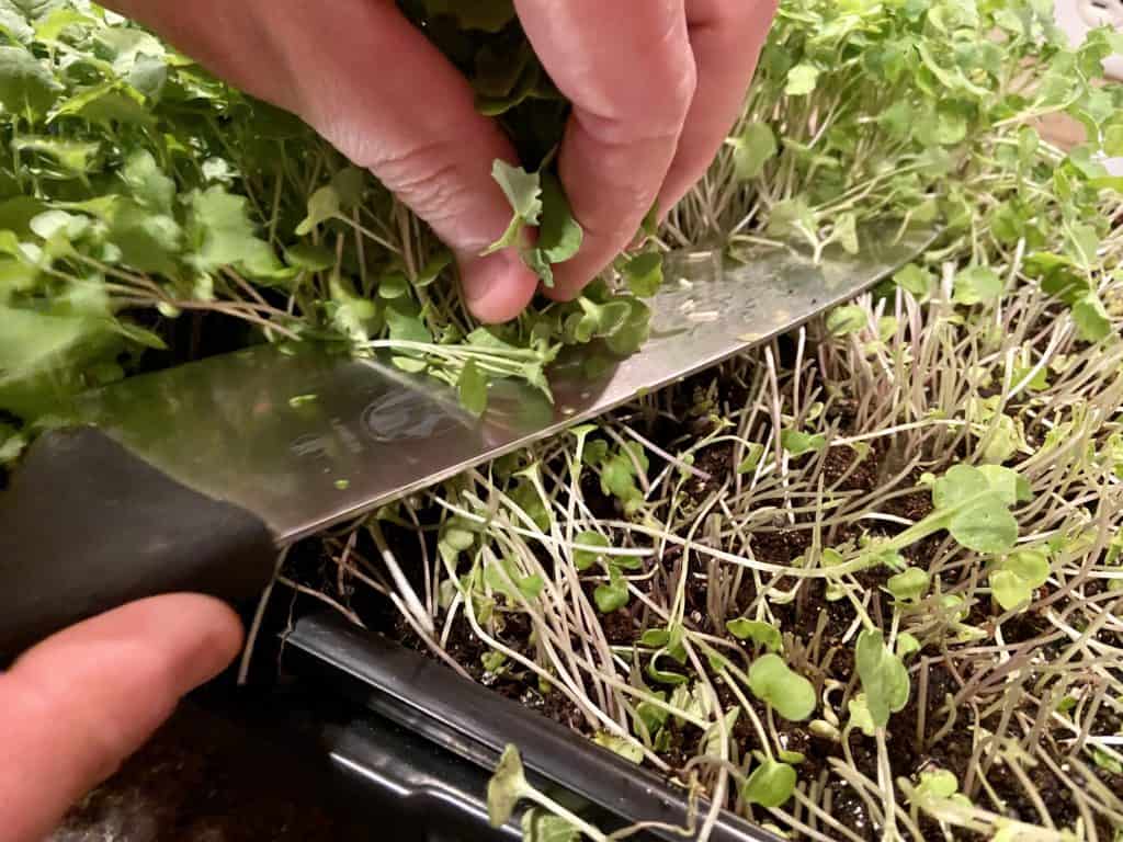 harvesting microgreens