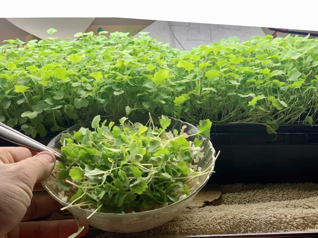 microgreen bowl