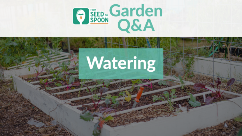 Q&A_ Watering