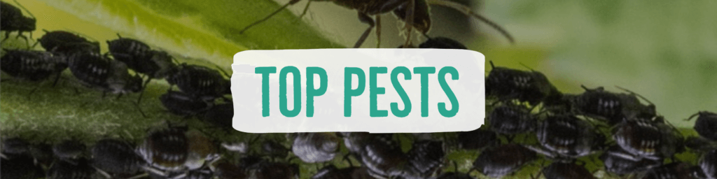 Top Pests
