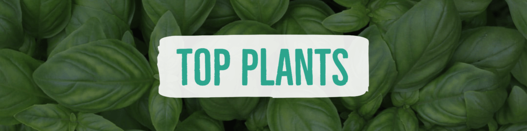 Top Plants