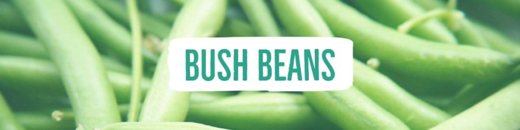 beans-bush-header