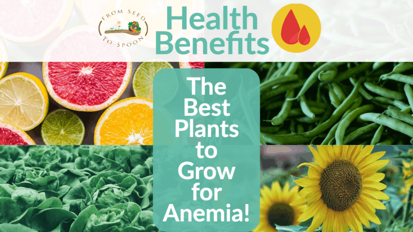 the best plants to grow for anemia