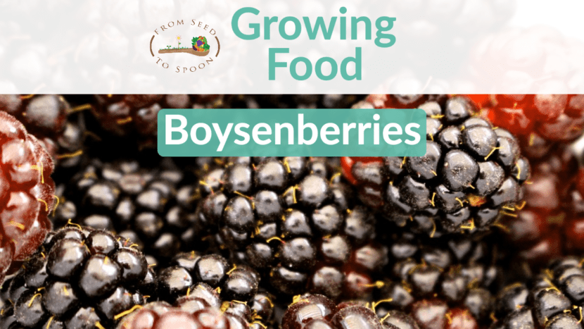 boysenberries