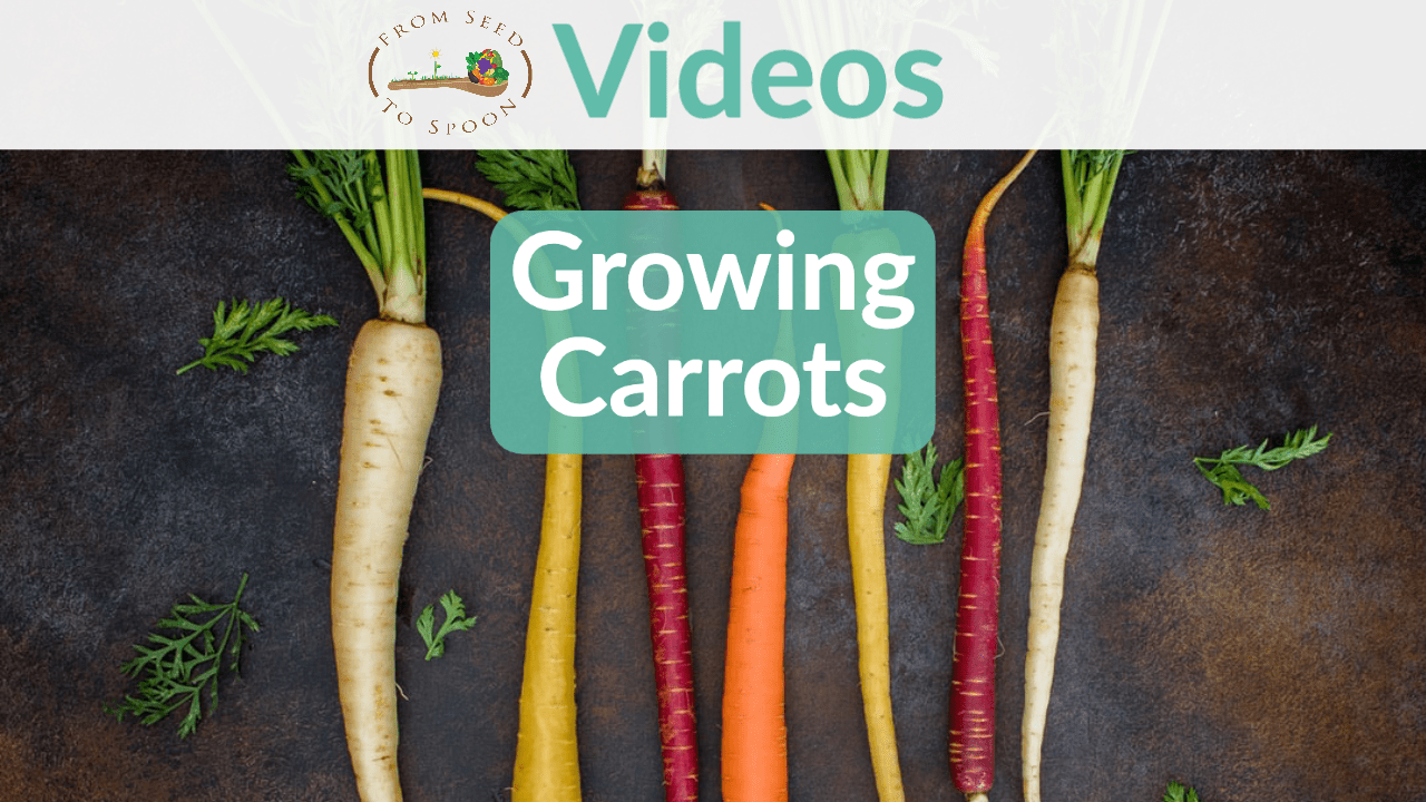 growing carrots