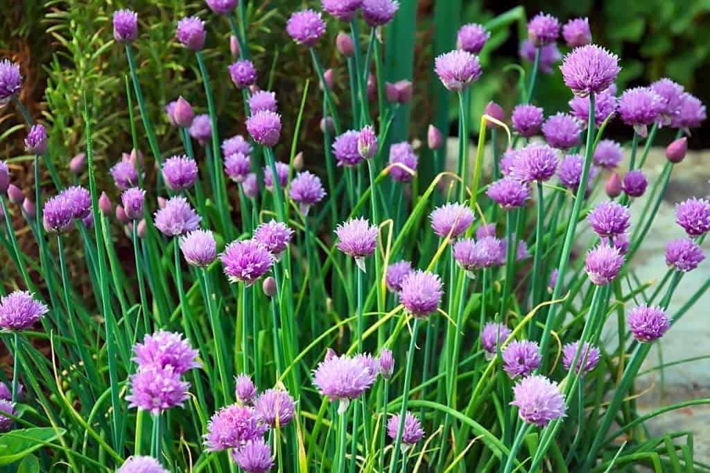 chives