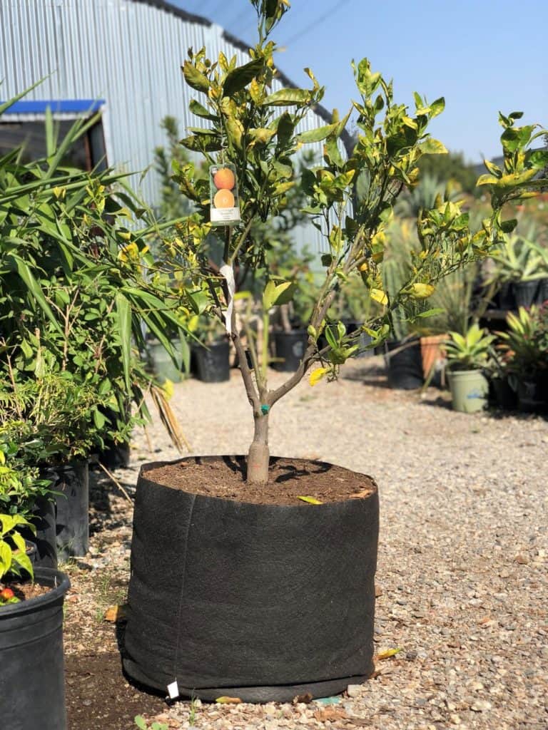 tree in smart pot