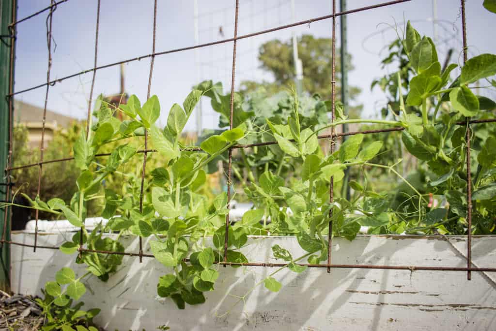 peas trellising