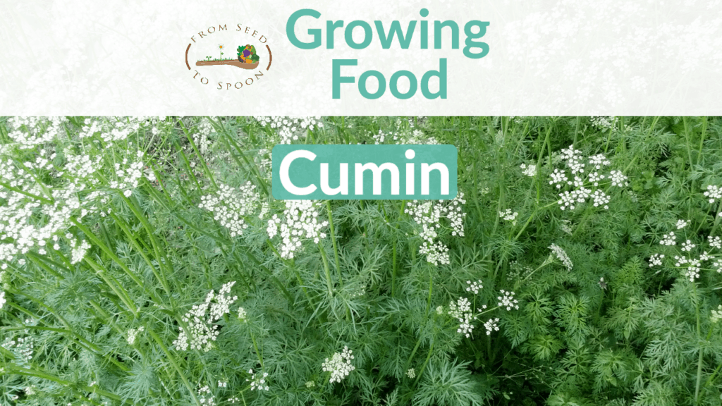 cumin