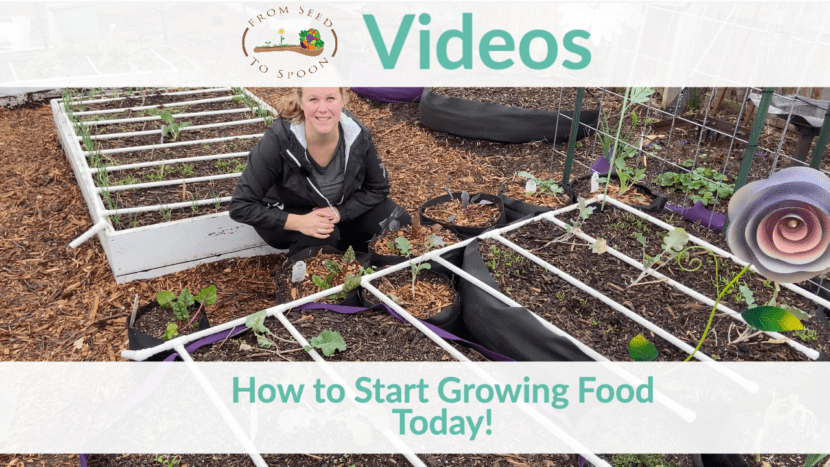 how to start growing food today