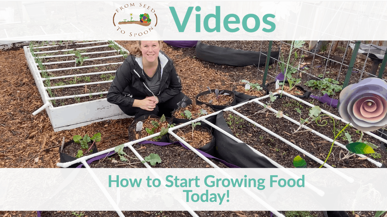 how to start growing food today