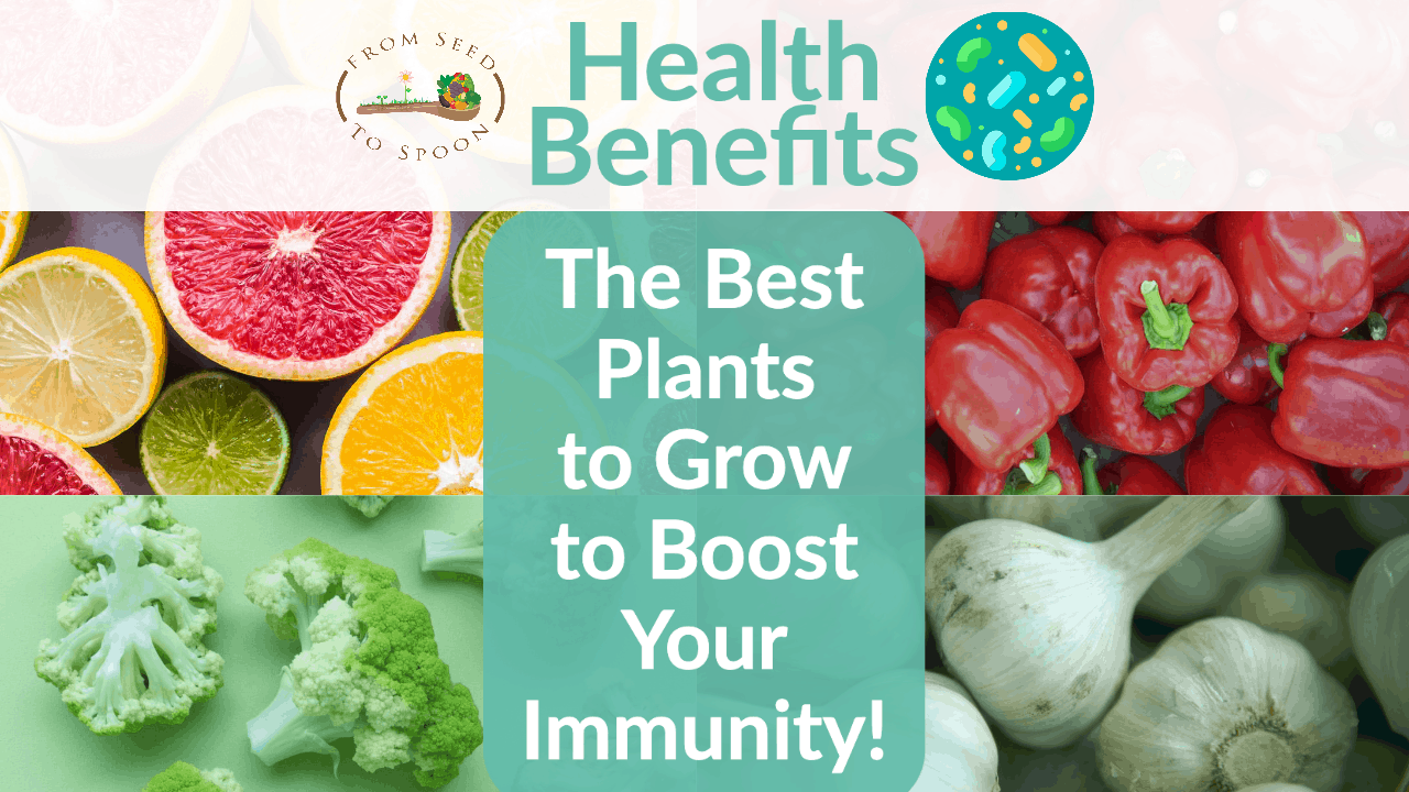 the best plants to grow to boost your immunity