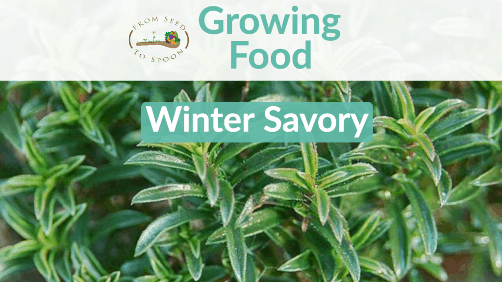 winter savory