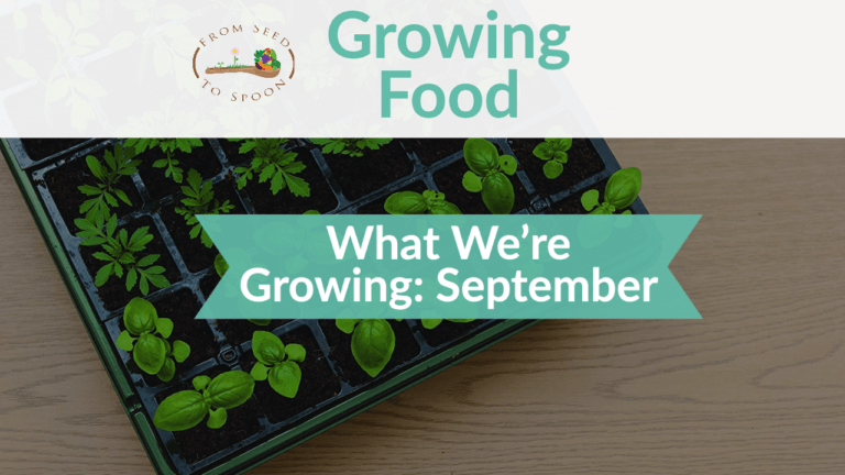 what we're growing in september