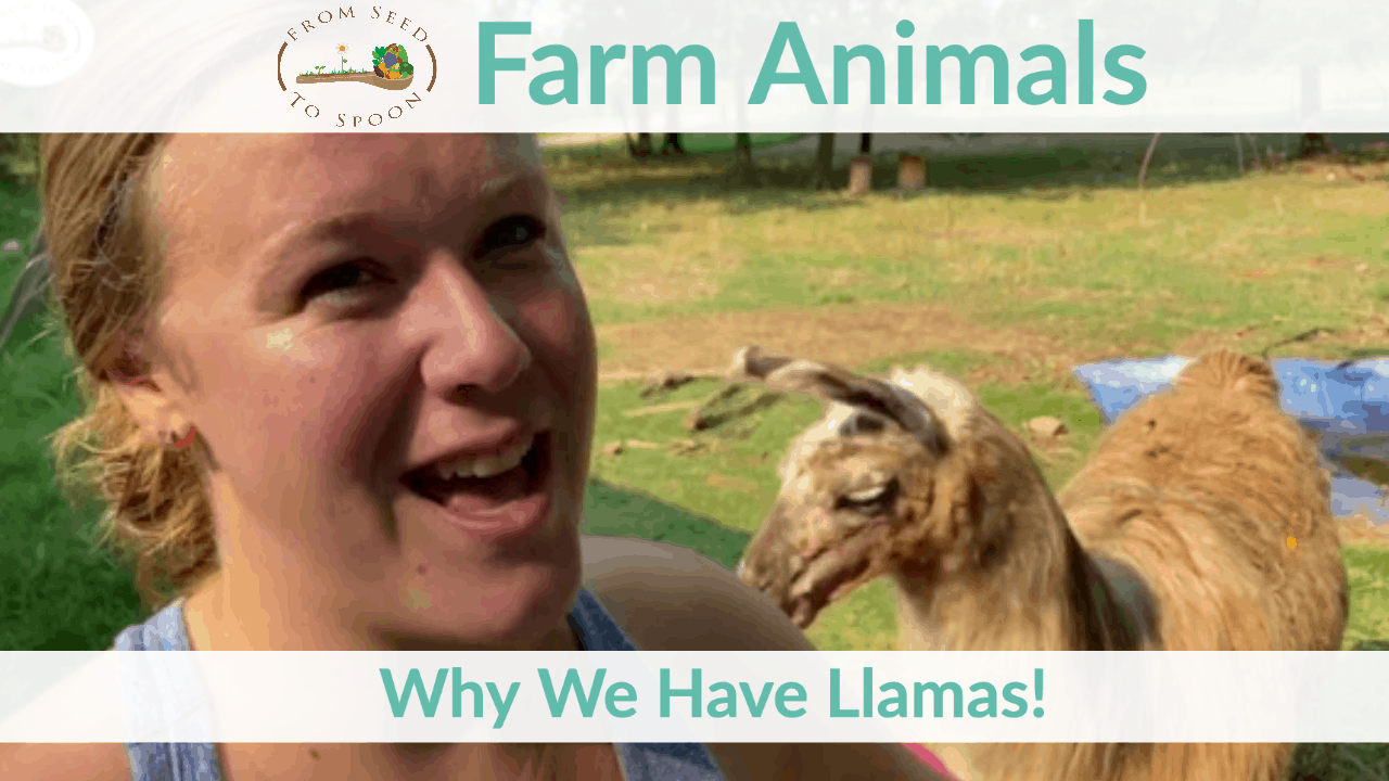 why we have llamas