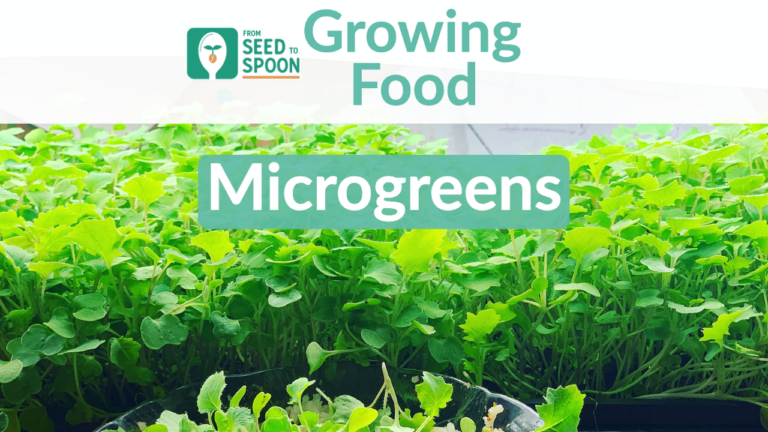 Microgreens blog post