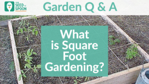 Q&A_ What is Square Foot Gardening_