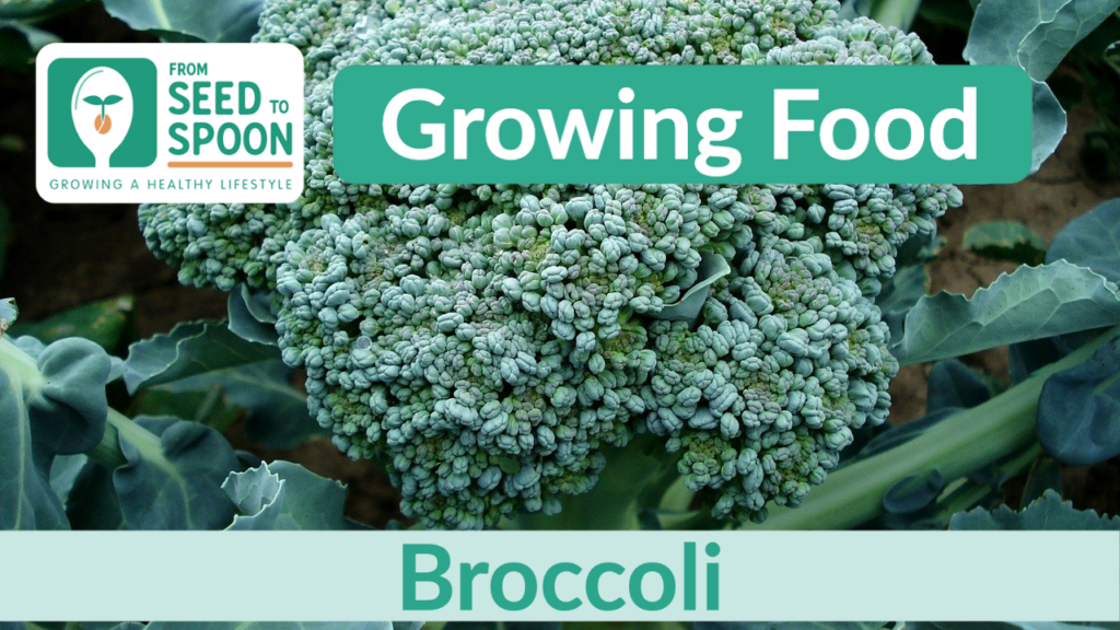 Broccoli