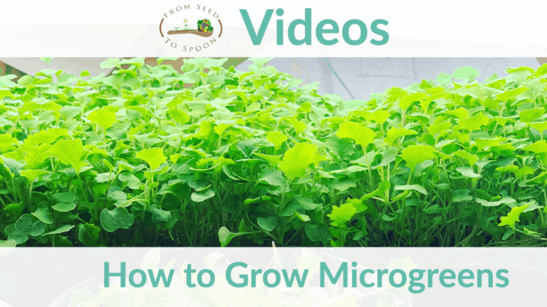 how to grow microgreens