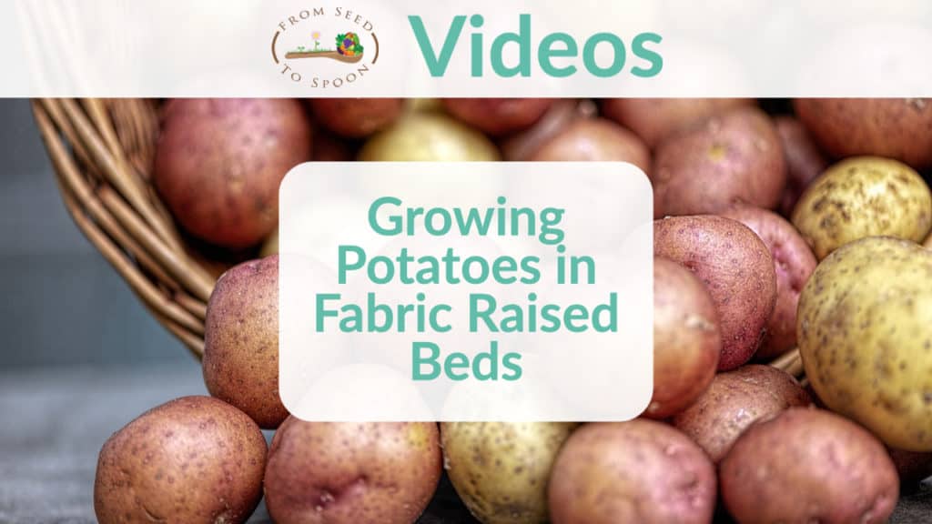 growing potatoes