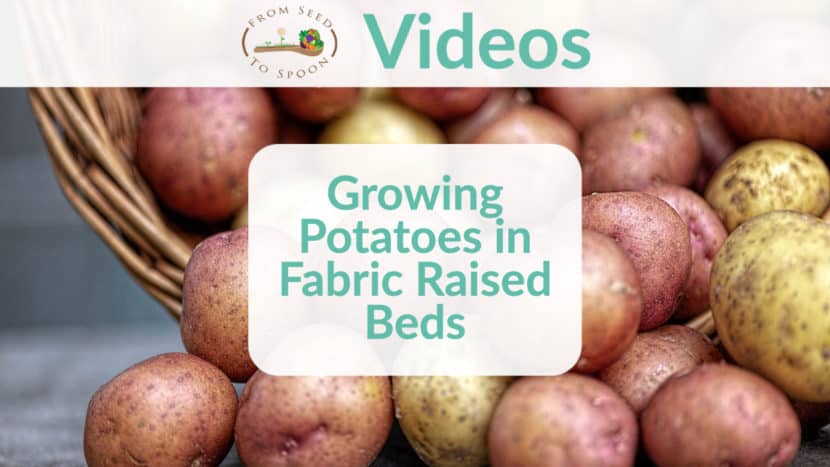 growing potatoes