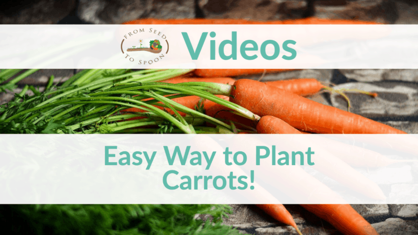 Carrots Growing Easy