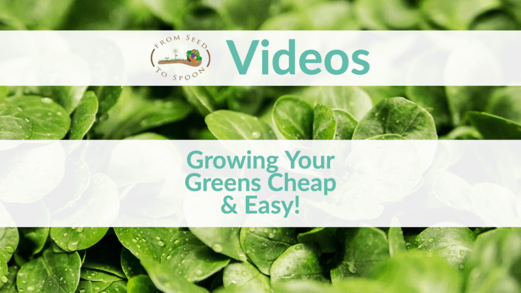 growing greens cheap & easy